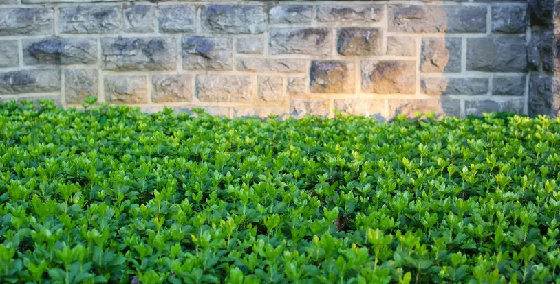 Japanese Spurge Ground Cover - Related